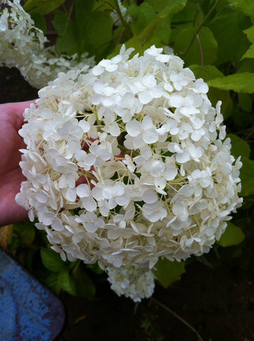 Petersham Nurseries Londra